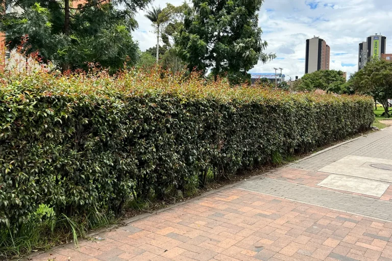 Mantenimiento de jardines con poda de cercas vivas y setos ornamentales