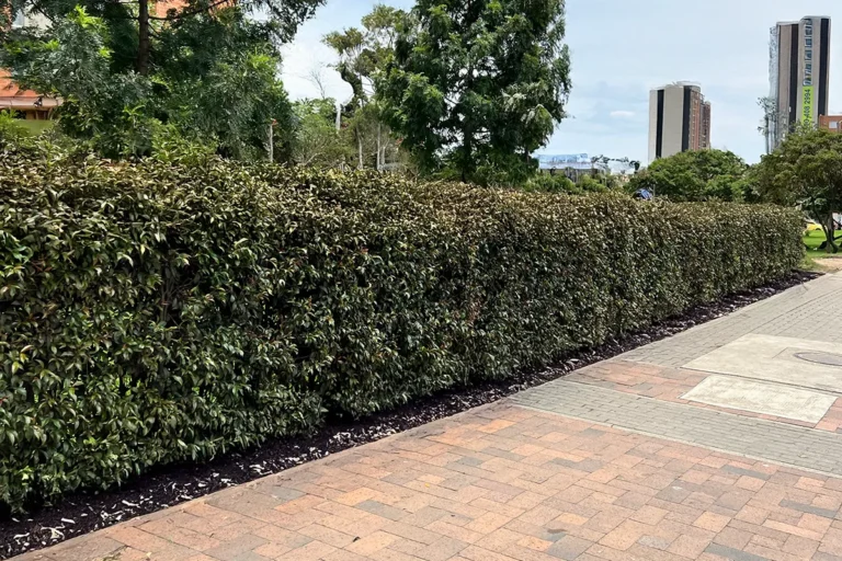 Mantenimiento de jardines con poda de cercas vivas y setos ornamentales