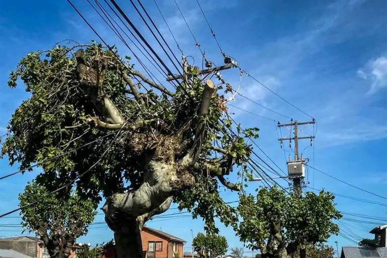 Poda y tala preventiva de árboles en riesgo de caída