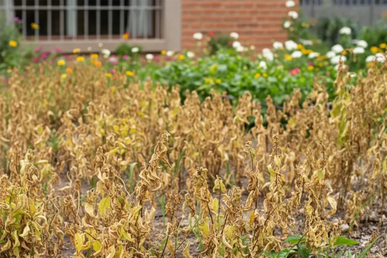 Instalación de sistema de riego automatizado para jardines, césped y cultivos