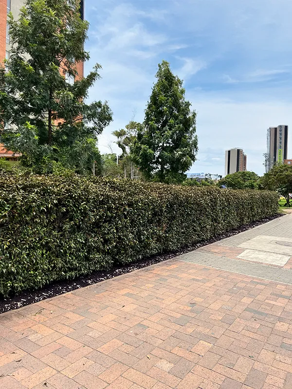 Mantenimiento de jardines con poda de cercas vivas y setos ornamentales